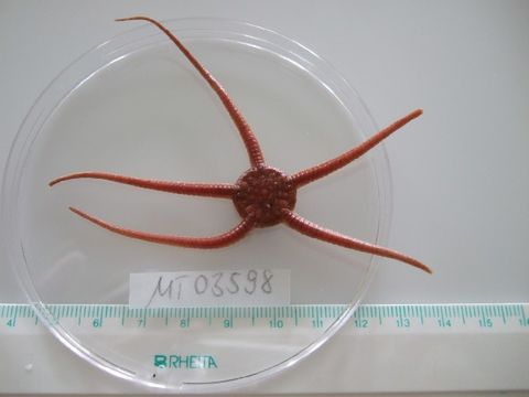 Image of <i>Ophiura ophiura</i> (Linnaeus 1758)