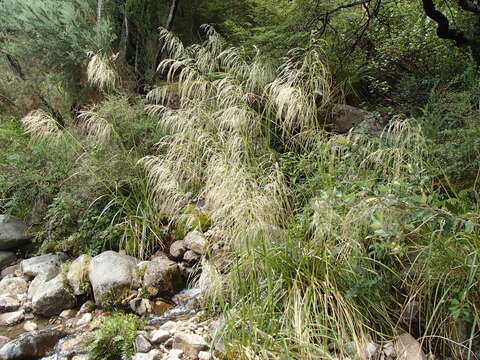 Imagem de Chionochloa conspicua (G. Forst.) Zotov