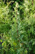 Image of Thalictrum simplex L.