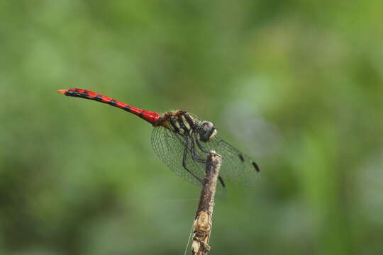 Image of Sympetrum nantouensis Tang, Yeh & Chen 2013