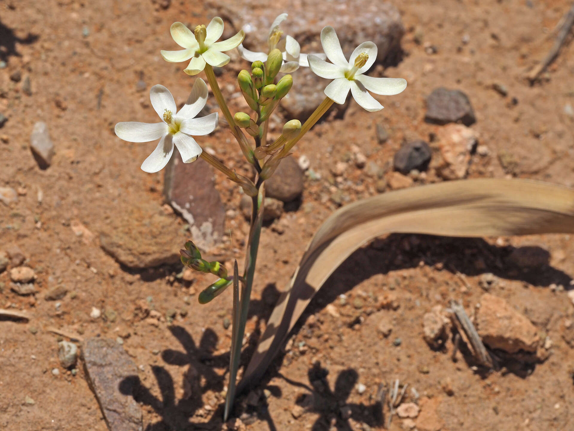 Image of Ixia paucifolia G. J. Lewis