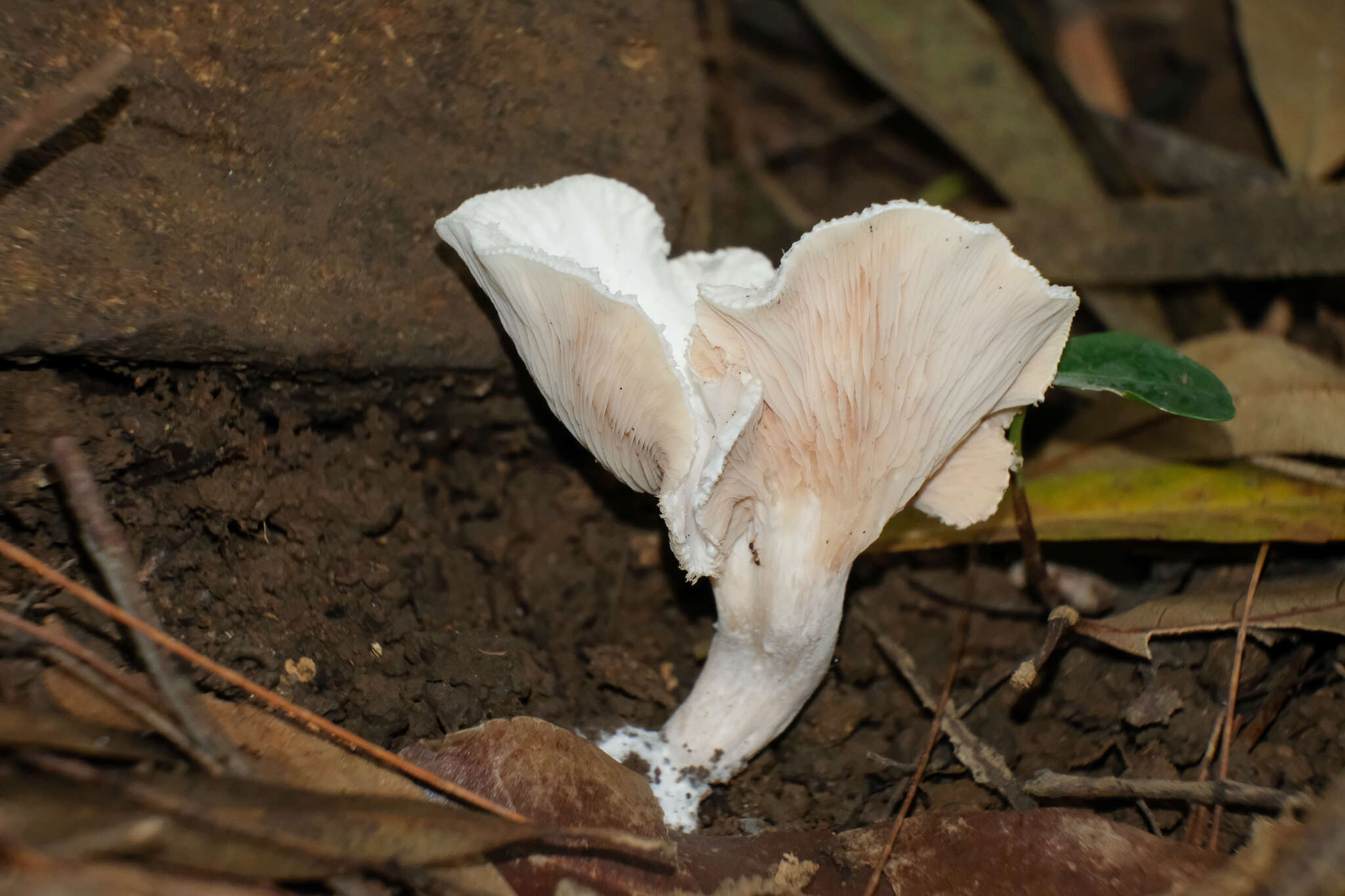 Image of Clitopilus crispus Pat. 1913