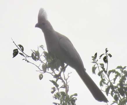 Image of Corythaixoides concolor concolor (Smith & A 1833)