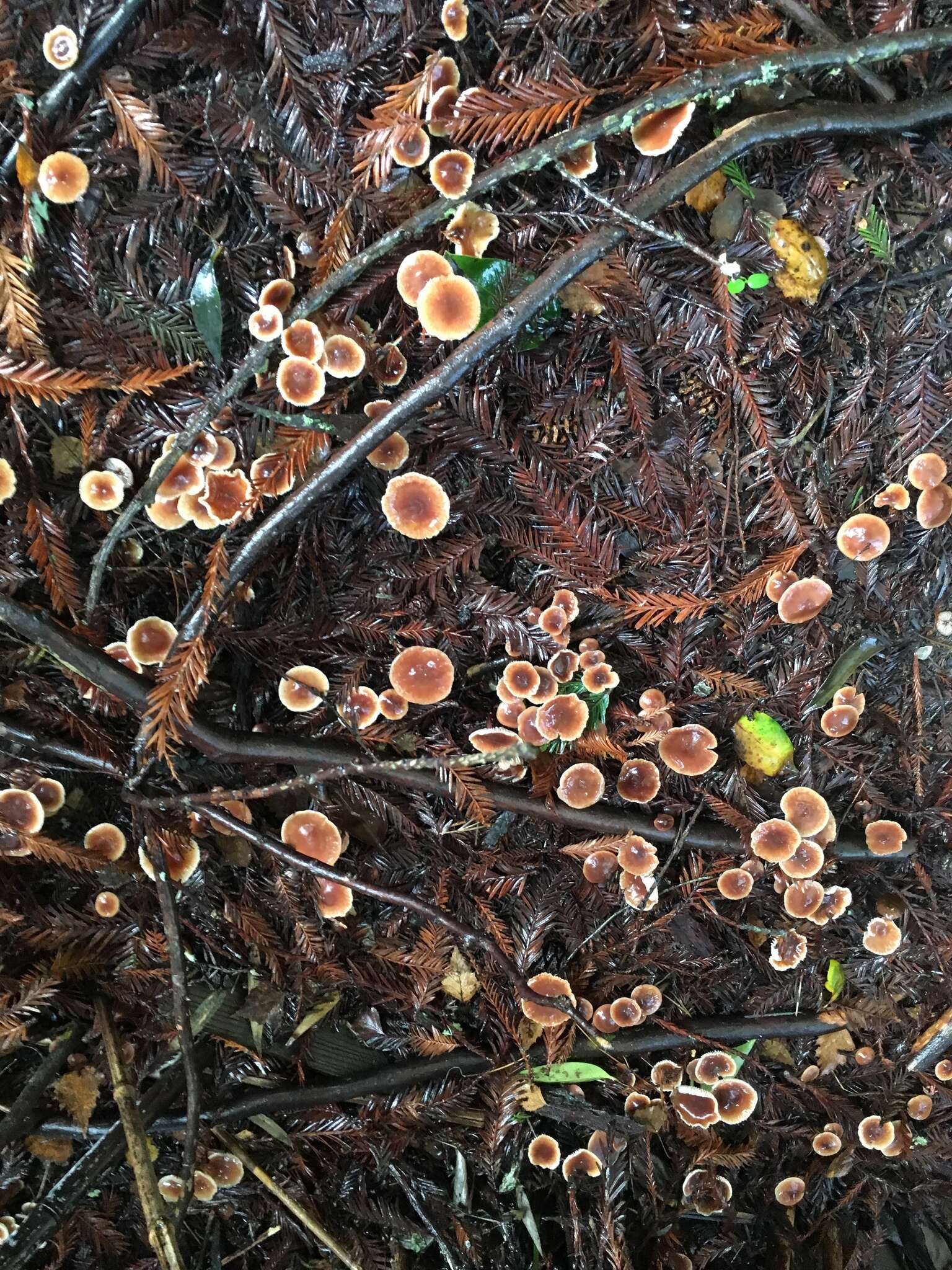 Image of Gymnopus brassicolens (Romagn.) Antonín & Noordel.