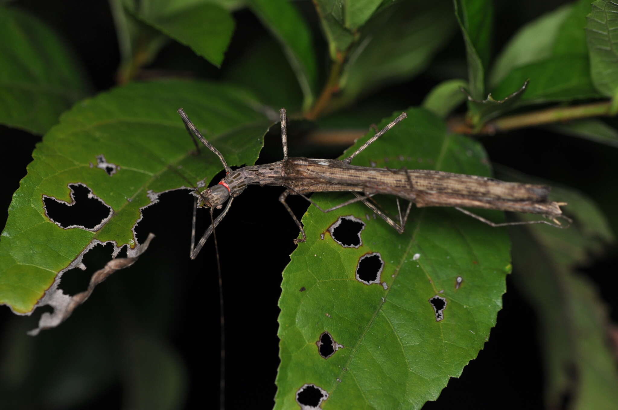 Image of Trachythorax maculicollis (Westwood 1848)