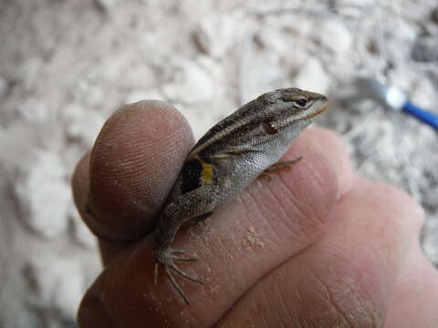 Image of Rose-bellied Lizard