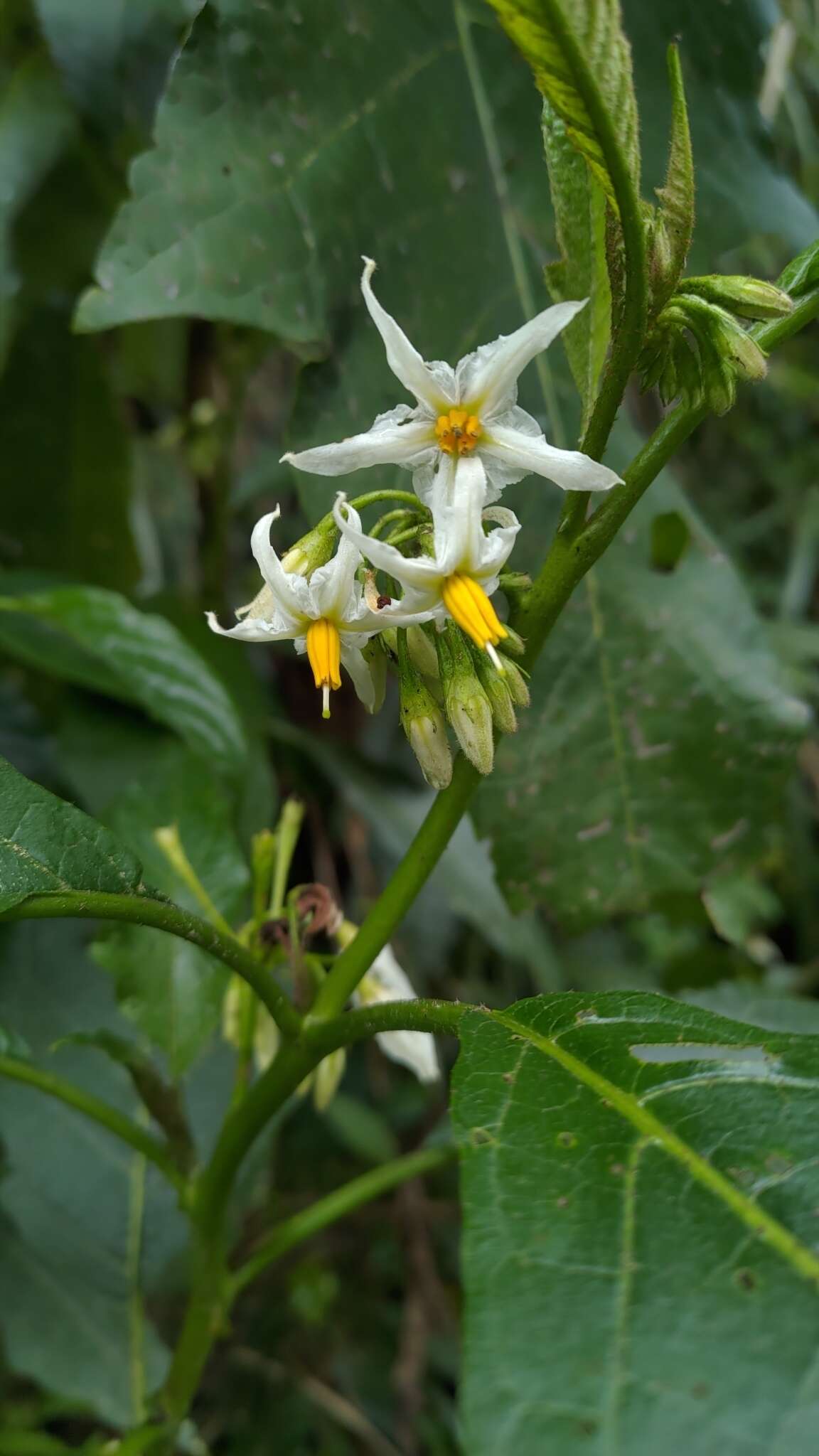 Image of <i>Solanum peikuoensis</i>