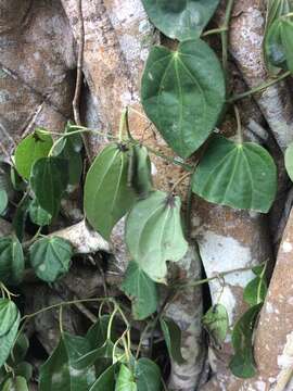 Image of Betel pepper