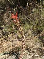 Слика од Castilleja subinclusa var. jepsonii (Bacig. & Heckard) J. M. Egger