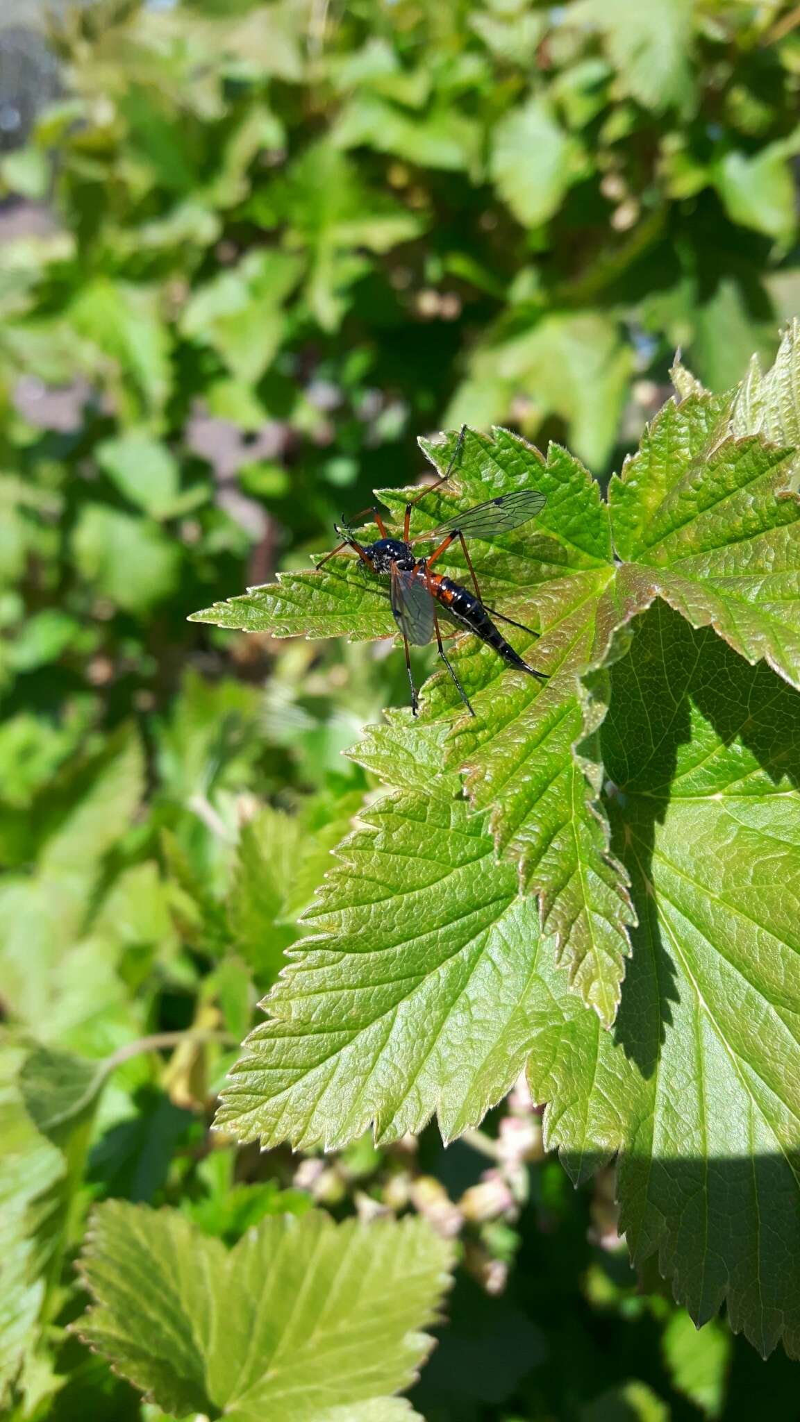 Image of Tanyptera