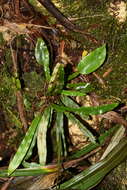 Image de Elaphoglossum aubertii (Desv.) Moore