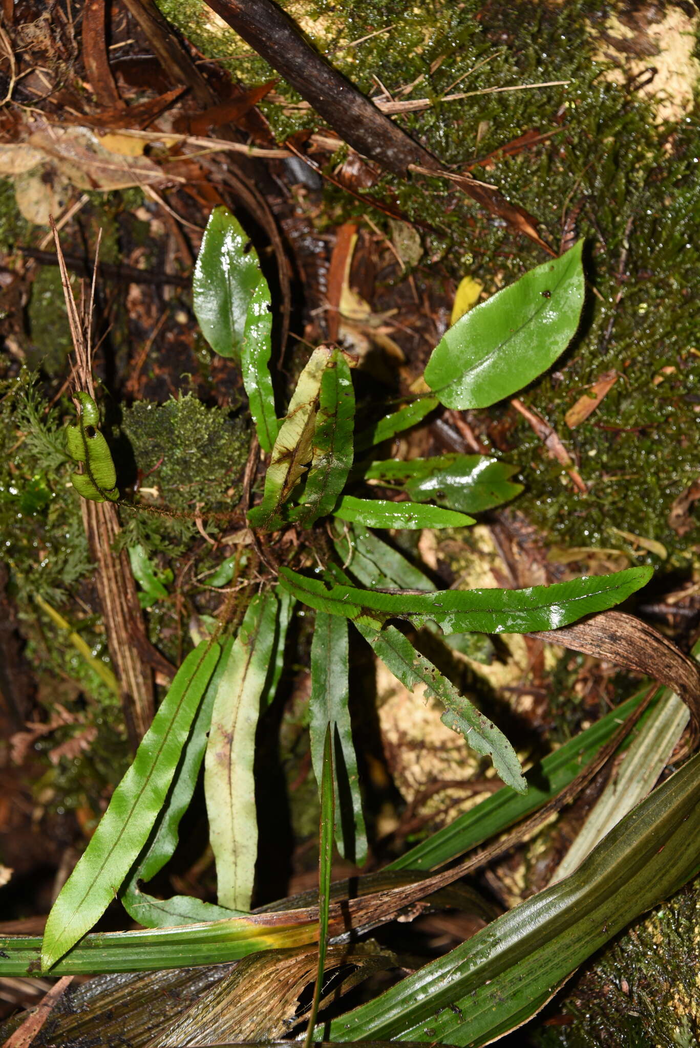 Image of Elaphoglossum aubertii (Desv.) Moore