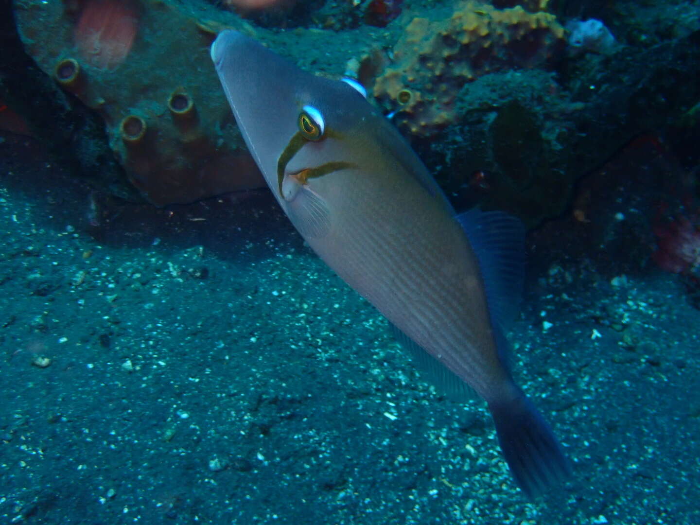 Image of Boomerang triggerfish