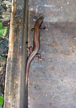 Image of Chatham Islands skink