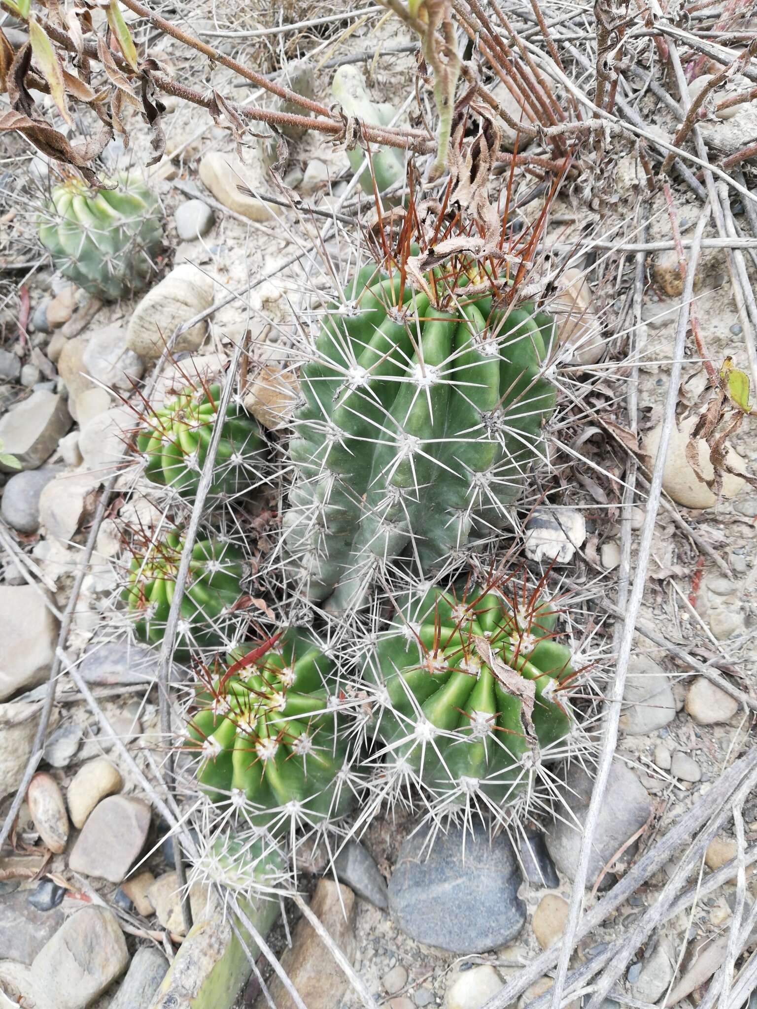 Image de Echinopsis bridgesii subsp. bridgesii