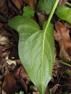 Image of Spathicarpa hastifolia Hook.