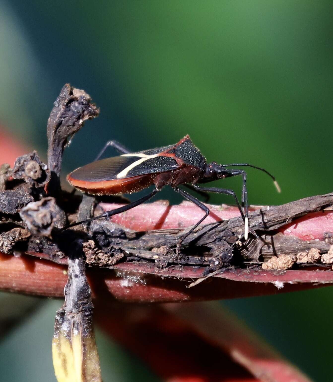 صورة Leptoscelis conspicuus Brailovsky & Barrera 2012