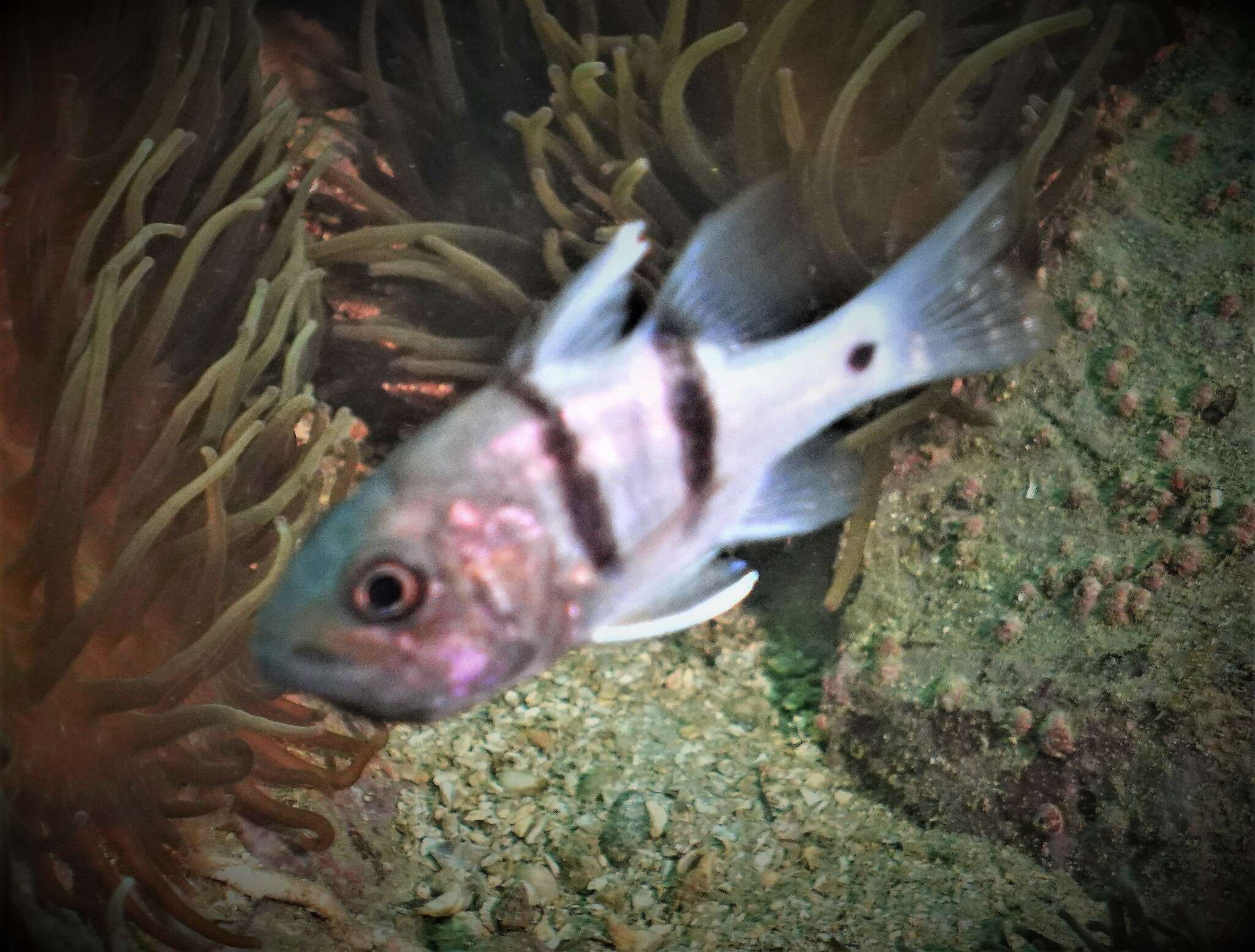 Image of Cardinalfish