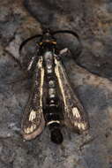 Image of Dipchasphecia iskander