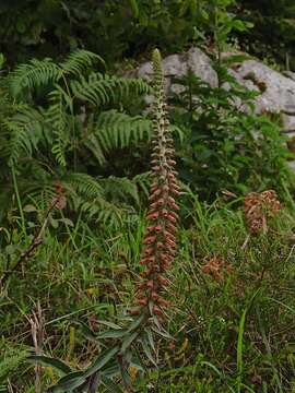 Image of Digitalis parviflora Jacq.