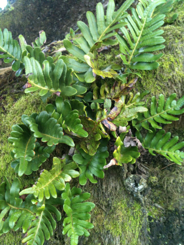 Image of leathery polypody