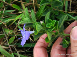 Imagem de Barleria obtusa Nees