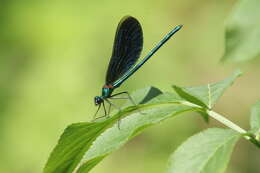 Image of Calopteryx virgo Linnaeus 1758