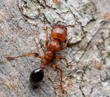 Image of Podomyrma gratiosa (Smith 1858)