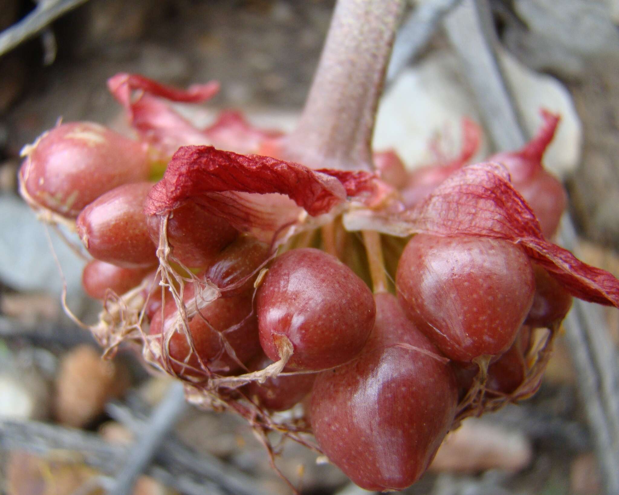 Imagem de Haemanthus coccineus L.