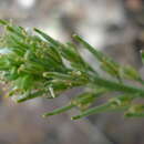 Image de Arabis pubescens (Desf.) Poir.