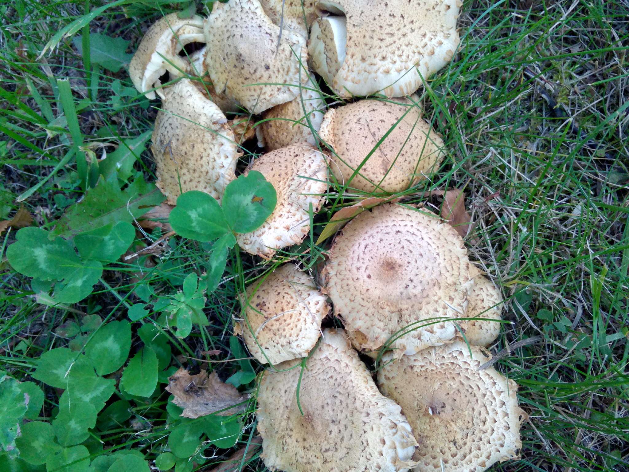 Imagem de Pholiota kodiakensis A. H. Sm. & Hesler 1968