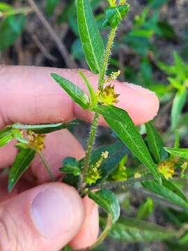 Microstachys corniculata (Vahl) A. Juss. ex Griseb. resmi