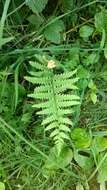 Image of Marsh Fern