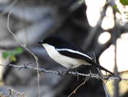 Image of Gabon Boubou