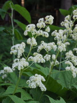 Image of Rodgersia podophylla A. Gray