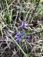 Image of smooth blue aster