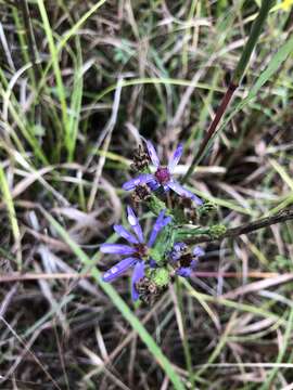 Image of smooth blue aster