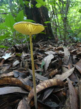 Image of Protoxerula flavo-olivacea (R. H. Petersen & Halling) R. H. Petersen 2010