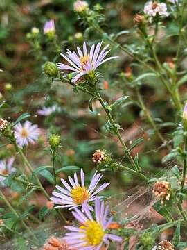 Image of Greata's aster