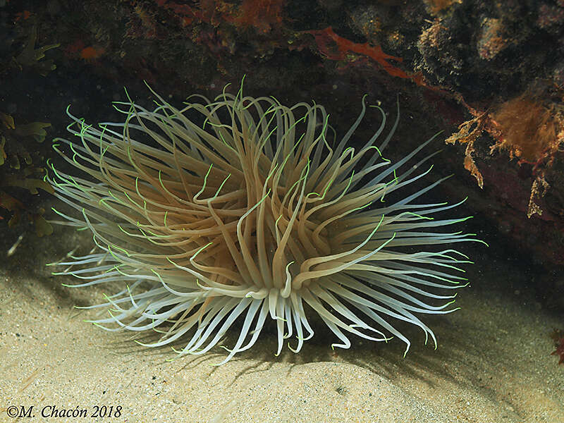 Image of Mediterranean cerianthid