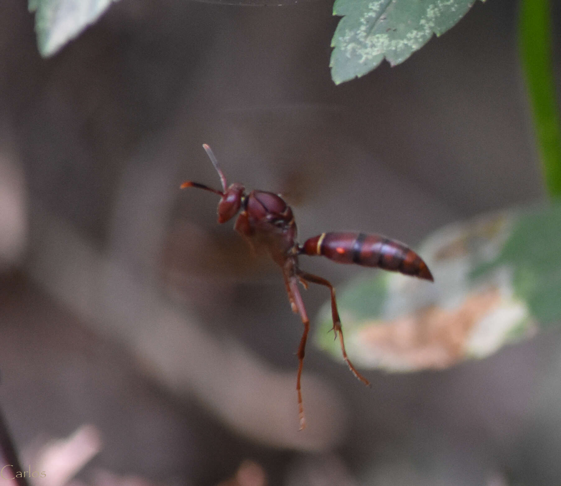 Image of Polistes veracrucis Richards 1978