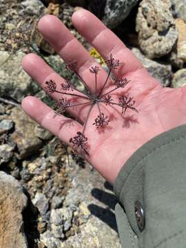 Imagem de Lomatium parvifolium (Hook. & Arn.) Jepson