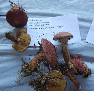 Image of Clinton’s boletus