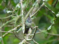 Image of Honduran Emerald