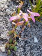 Image of Disa obliqua (Lindl.) Bolus