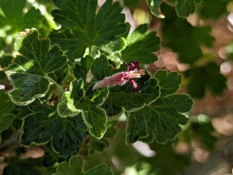 Imagem de Ribes roezlii var. roezlii