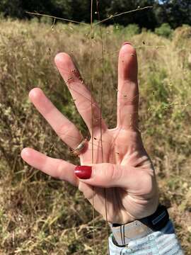 Image of Warty Panic Grass