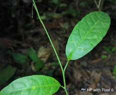 Imagem de Adenia macrophylla var. singaporeana (Wall. ex G. Don) de Wilde