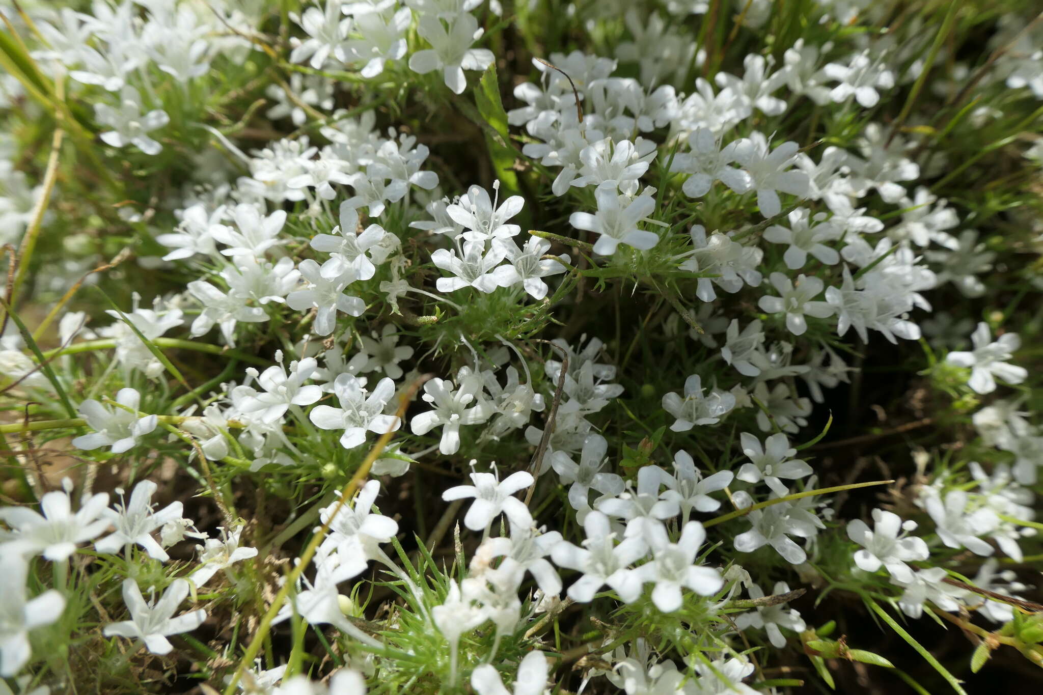 Image of Myers' pincushionplant