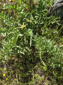 Image of California balsamroot